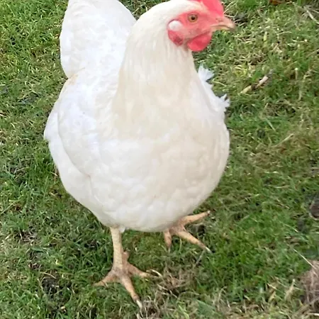 The Smithy Richmond (North Yorkshire)