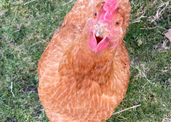 Дом отдыха The Smithy Ричмонд