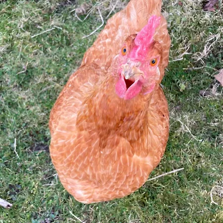 Vakantiehuis The Smithy Richmond (North Yorkshire)